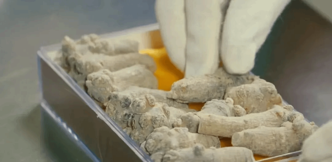 GA黄金甲·(中国区)体育官方网站