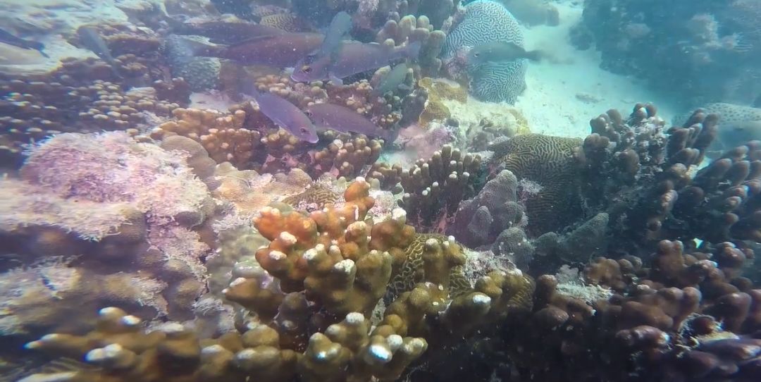 GA黄金甲·(中国区)体育官方网站